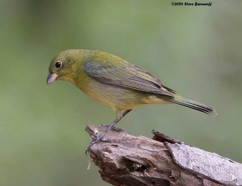 _B248404 female painted bunting.jpg